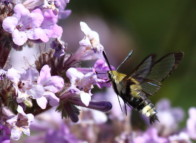 Hummingbird moth Hummingbird moth