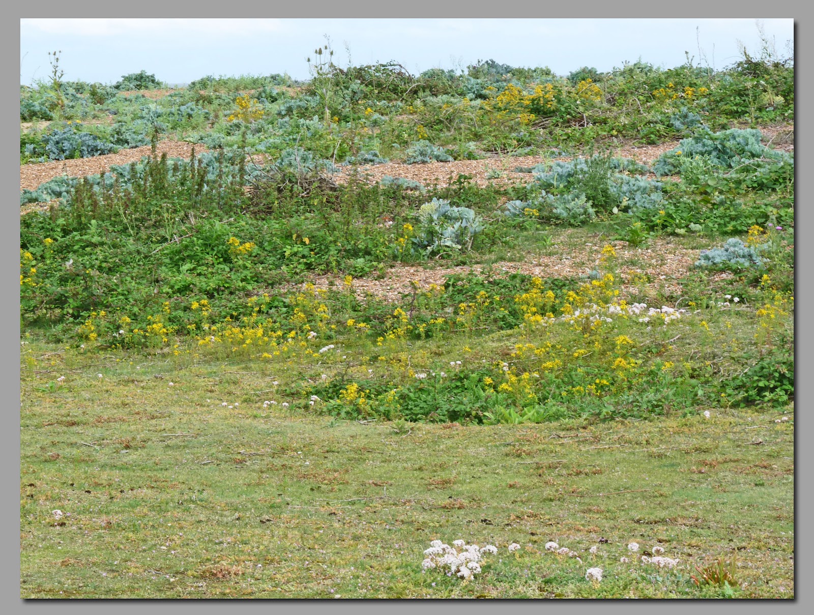 Wild and Wonderful Nature Reserves(1) Landguard Point, Felixstowe