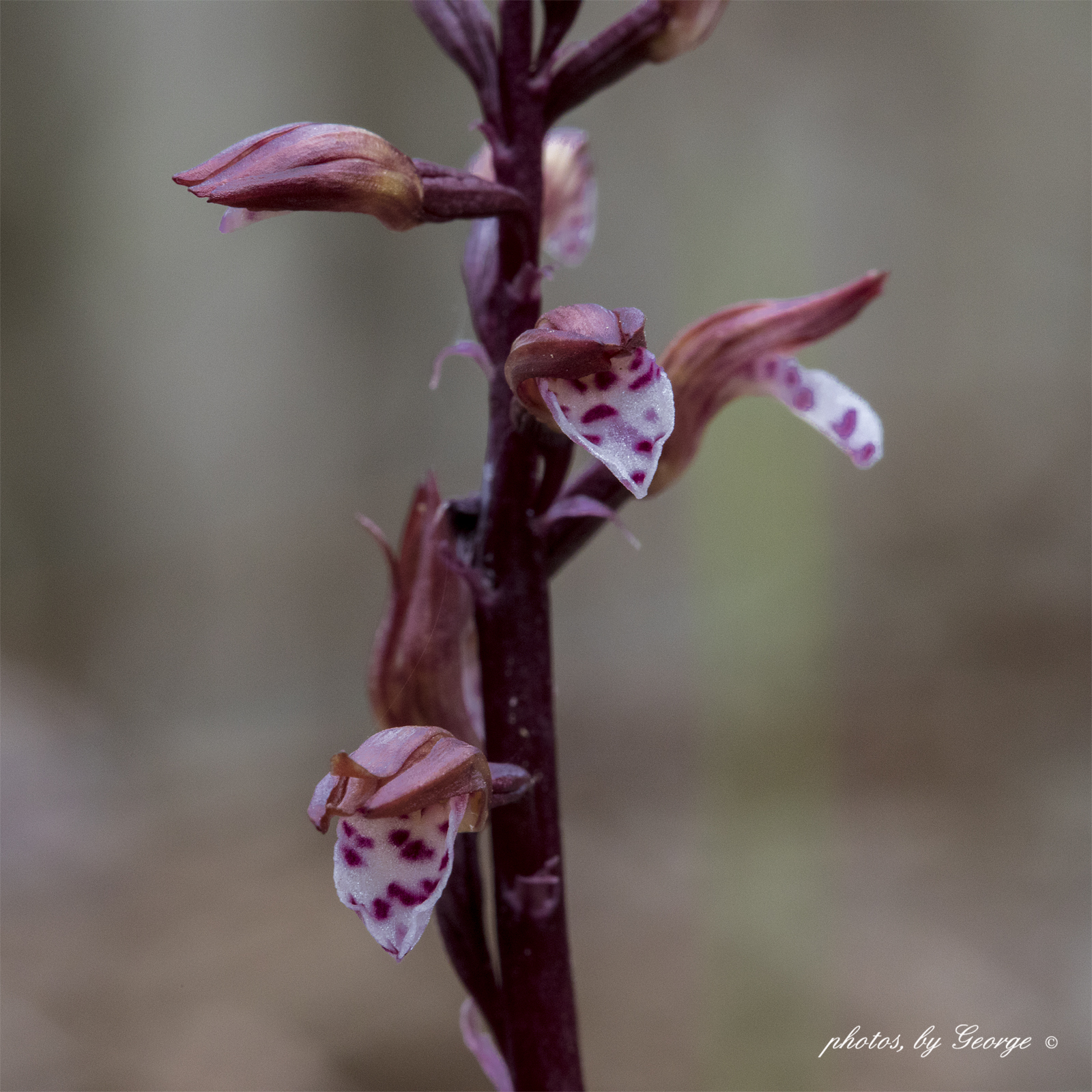 "What's Blooming Now" Spring Coral Root (Corallorhiza wisteriana)