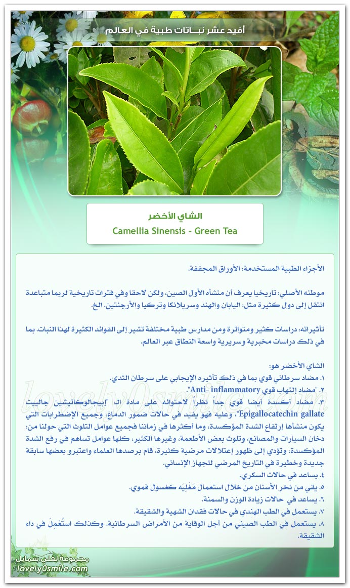 أفيد عشر نبـــاتات طبية في العالم Top 10 Most useful medicinal Plants in the World FUN TIME