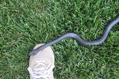 Black Rat Snake, Sunday, June 05, 2016, 4:25:17