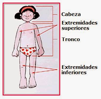 Imagen Del Cuerpo Humano Y Sus Partes Principales Imágenes De Individuo Humano Organos