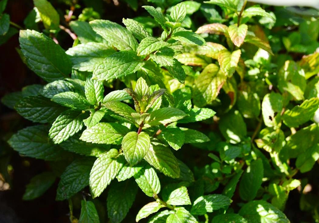 Roots 'n' Shoots: Mint: How to Grow - Herb of the Month