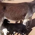 BAHIA / Jumenta ‘adota’ e amamenta quatro filhotes de cabritos e ovelhas na Bahia