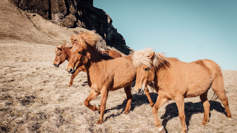 Horses in Iceland