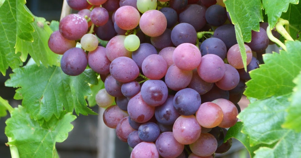 Courageous Joy Grapes!