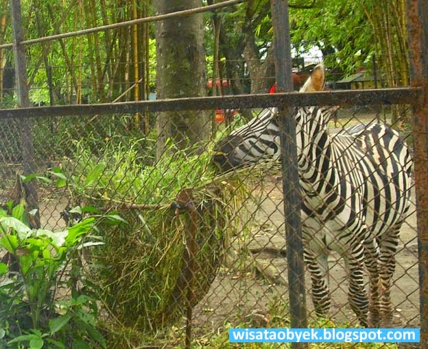 Kebun Binatang Surabaya Kebun Binatang Surabaya