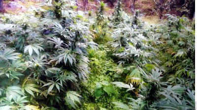 Gobernadora dice estar en contra del uso lúdico de la mariguana