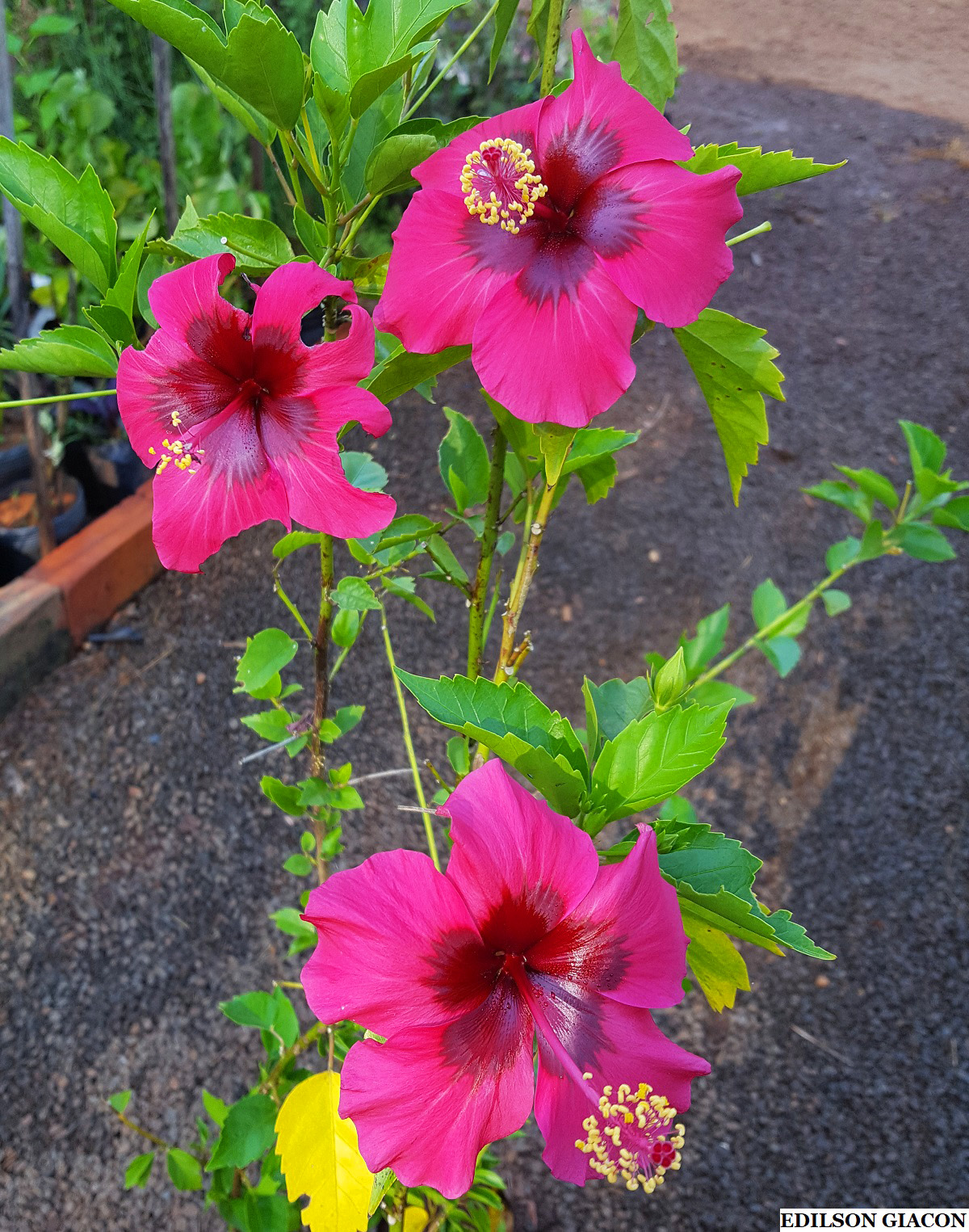 Viveiro Ciprest - Plantas Nativas e Exóticas: Hibisco Vinho de Centro