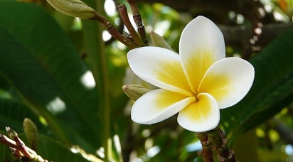 Manfaat Bunga  Kamboja  Untuk Kesehatan