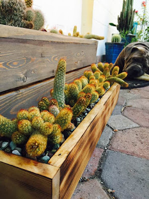 Inspire Bohemia Cactus and Succulent Planters and Art Miami Flea cactus, succulents, garden planters, succulent planters, Miami succulents, gardening, nature, plants, Miami, Miami garden business, garden design, custom wood garden planters
