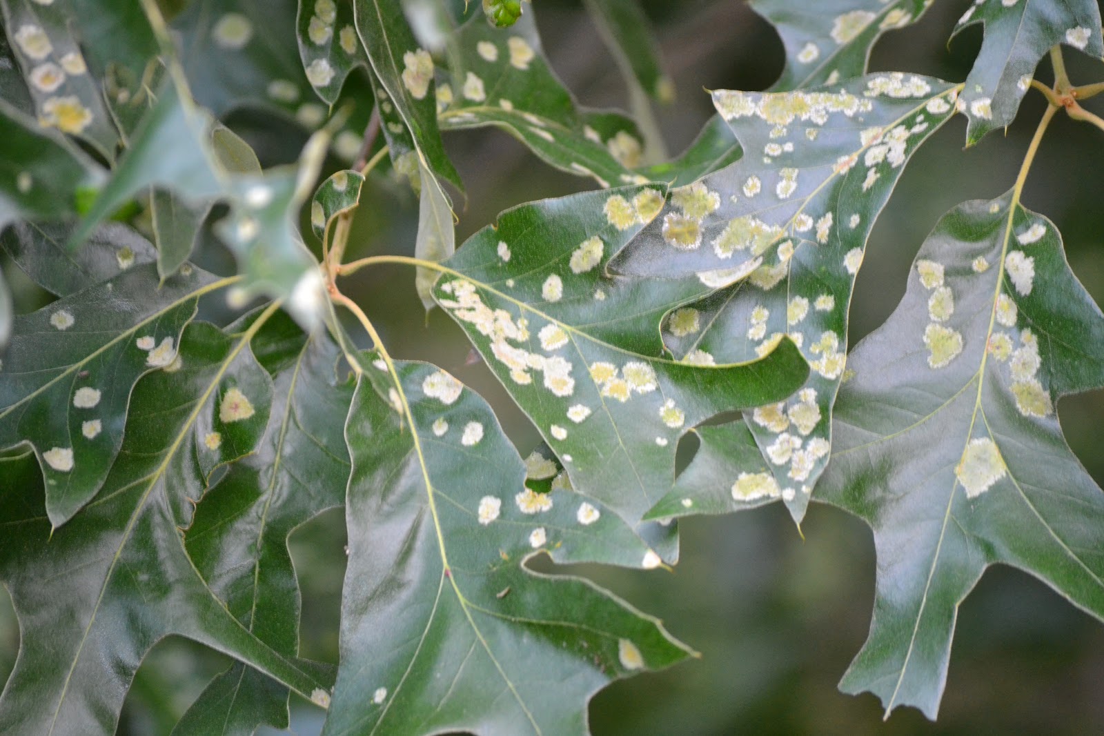 ncsu-pdic-sample-of-the-week-oak-leaf-blister