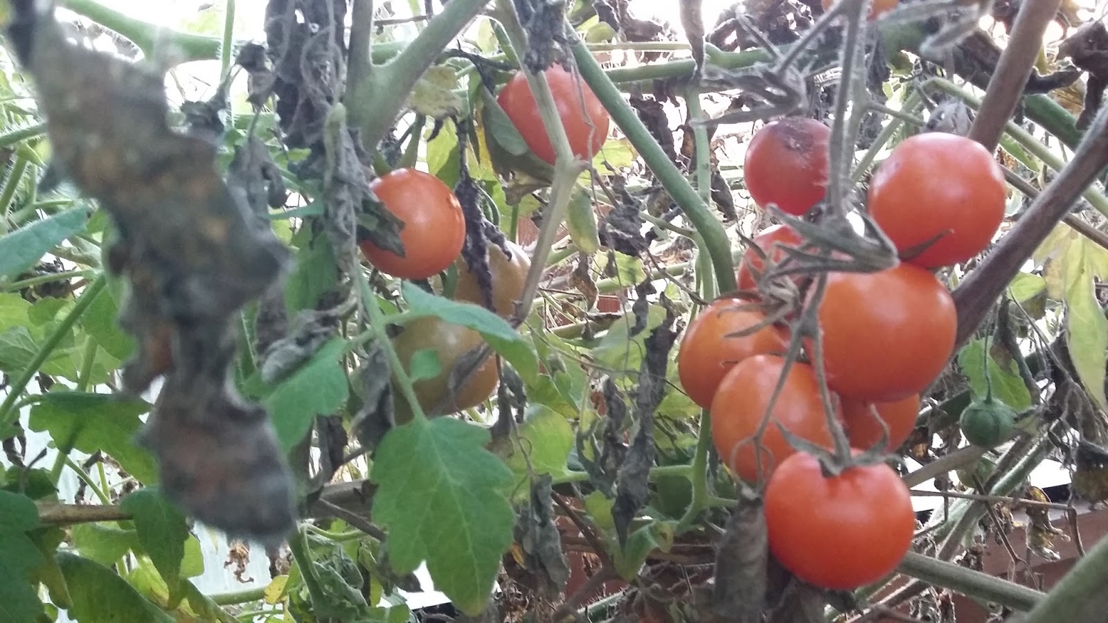 The Field Still Harvesting Tomatoes