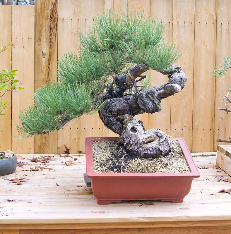 Walter Pall Bonsai Adventures Nature's Way Nursery in Harrisburg, PA