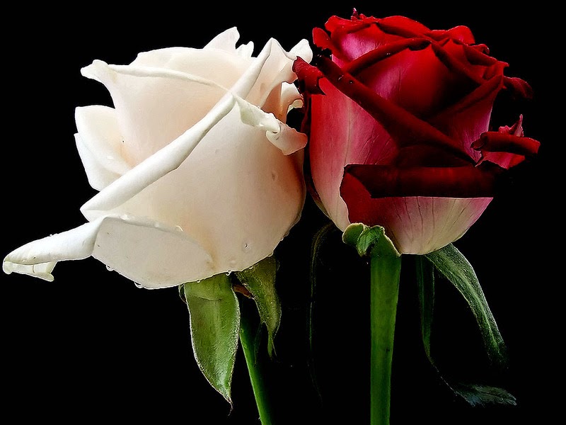 http://4.bp.blogspot.com/-HCvH-QZVdw0/VAV3qKOKQvI/AAAAAAAABVA/Zab4aDfYLNA/s1600/gayahias.blogspot.warna%2Bwarni%2Bbunga%2Bmawar2.jpg