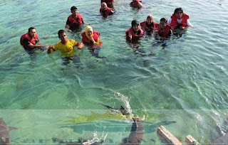 penangkaran hiu penangkaran hiu karimunjawa