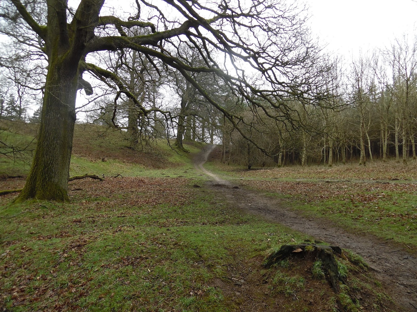 JEN BLACK: The Woodville Curse