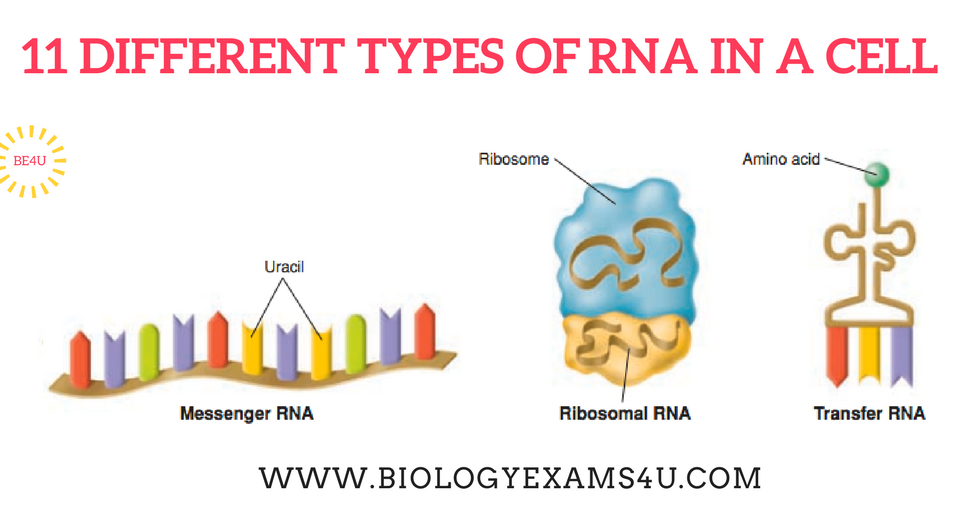 11 Different Types of RNA in a Cell ~ Biology Exams 4 U cell diagram with ribosomes 