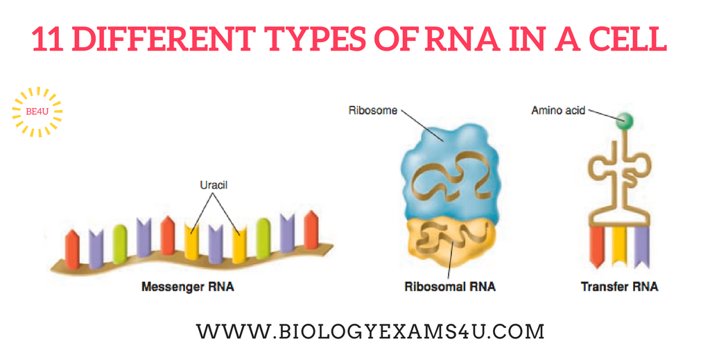 11 Different Types of RNA in a Cell