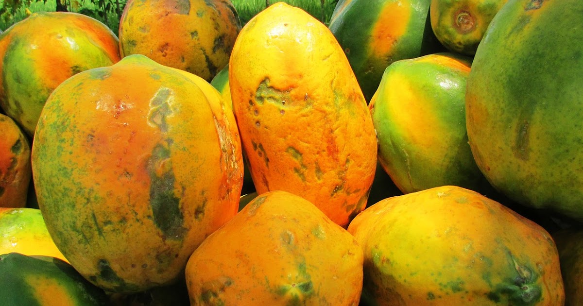 History of food 5 interesting facts about Papaya