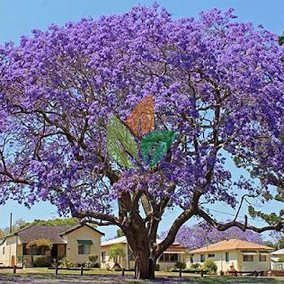 Pohon Jacaranda Ungu Ukuran 3-4 Meter Pohon Jacaranda Ungu Ukuran 3-4 Meter