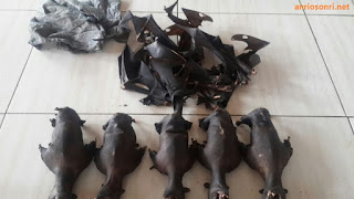 Kelelawar - Pasar Ekstrim Tomohon Kelelawar - Pasar Ekstrim Tomohon