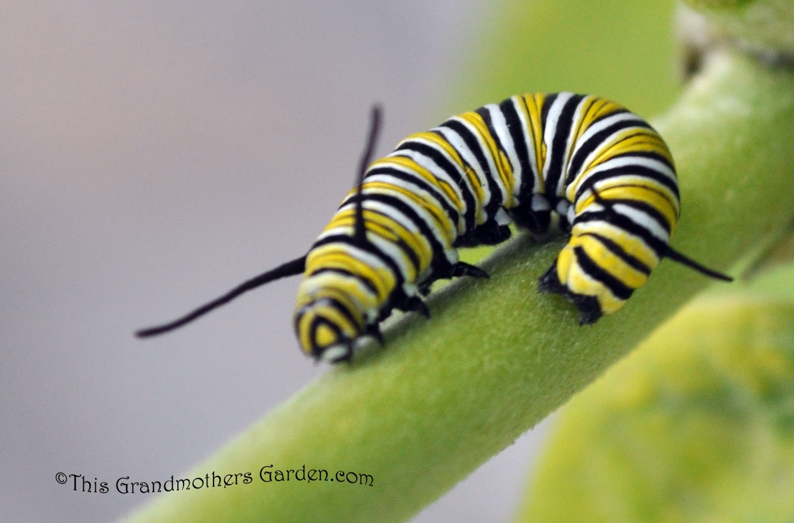 This Grandmother's Garden: Witness to a Miracle