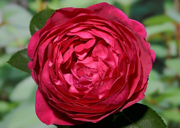 Ascot rose сорт розы фото  