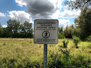 endangered plants Ojibway prairie restoration windsor ontario ecological