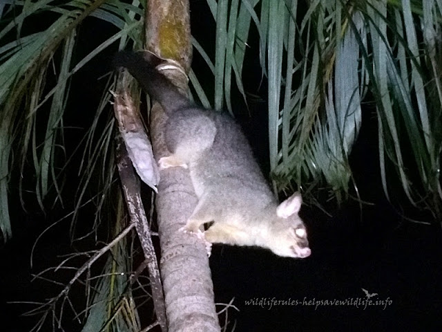 Backyard Possum Brushtail male