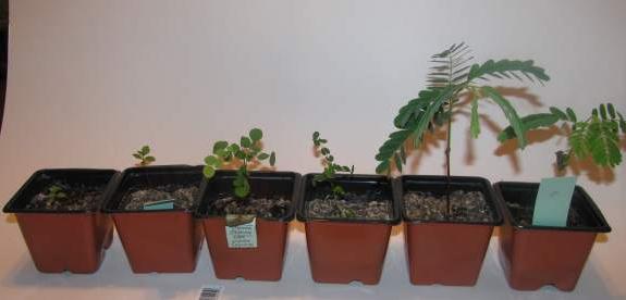 Budidaya Bonsai Dari Biji