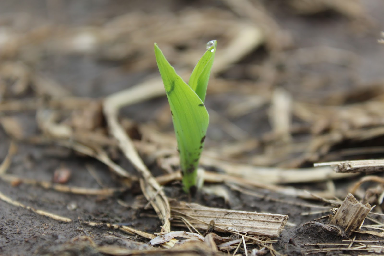 Nebraska Corn Kernels Stages of Growth Planting