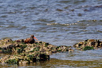 Black Oystercatcher