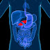 Diabetes Type 2 Basic Operations of Your Pancreas and Insulin Production