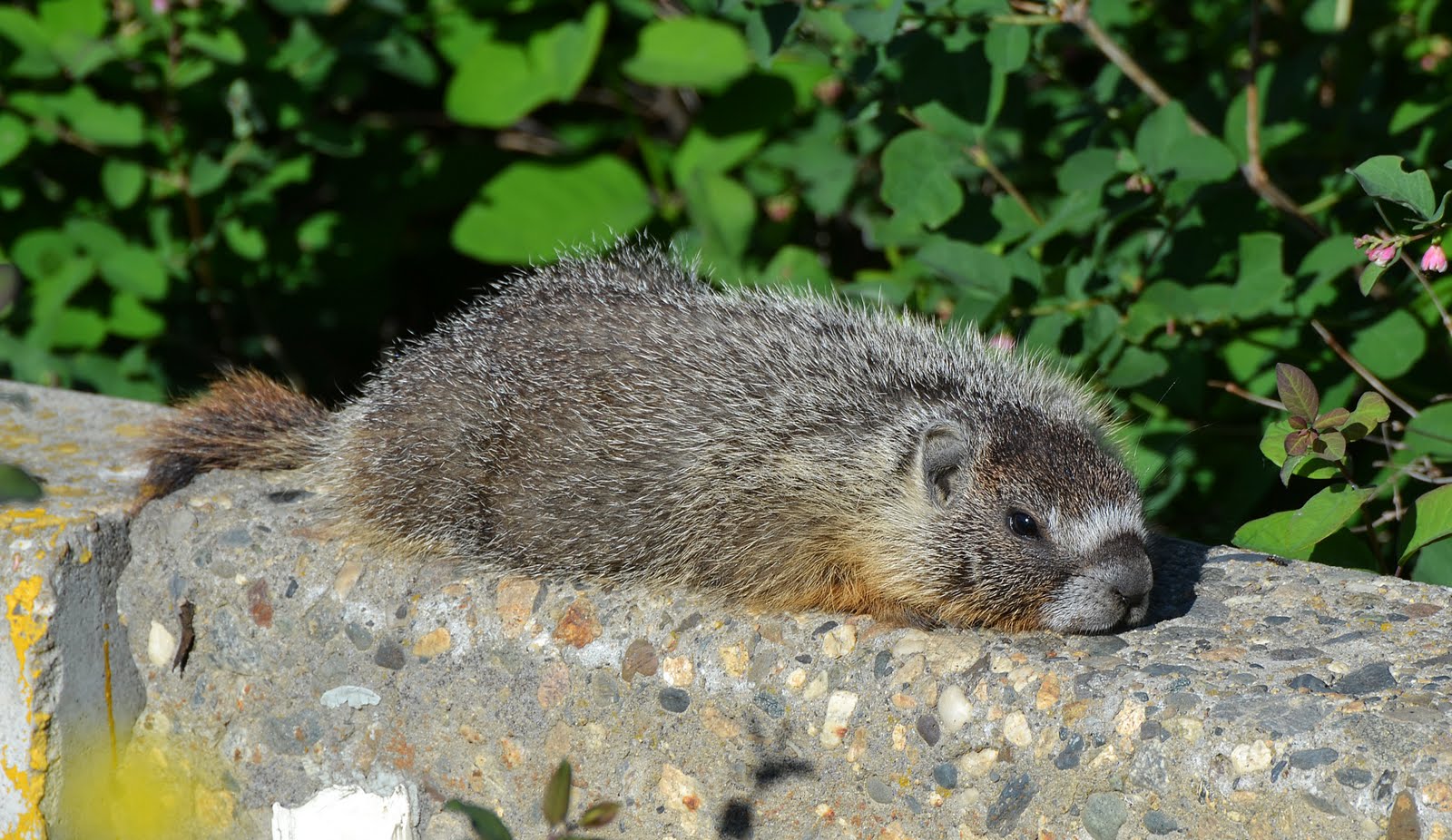marmota sleeping
