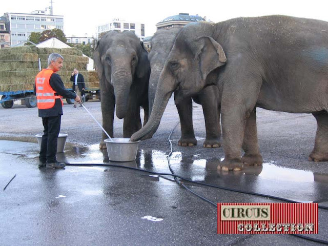 Franco Knie senior donne a boire a ses éléphants 