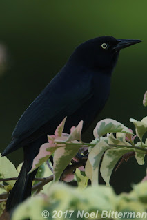 Greater Antillean Grackle