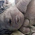 Συγκλονισμένη η ιατρική κοινότητα: Γεννήθηκε μωρό-κύκλωπας στην Αίγυπτο ( Βίντεο)