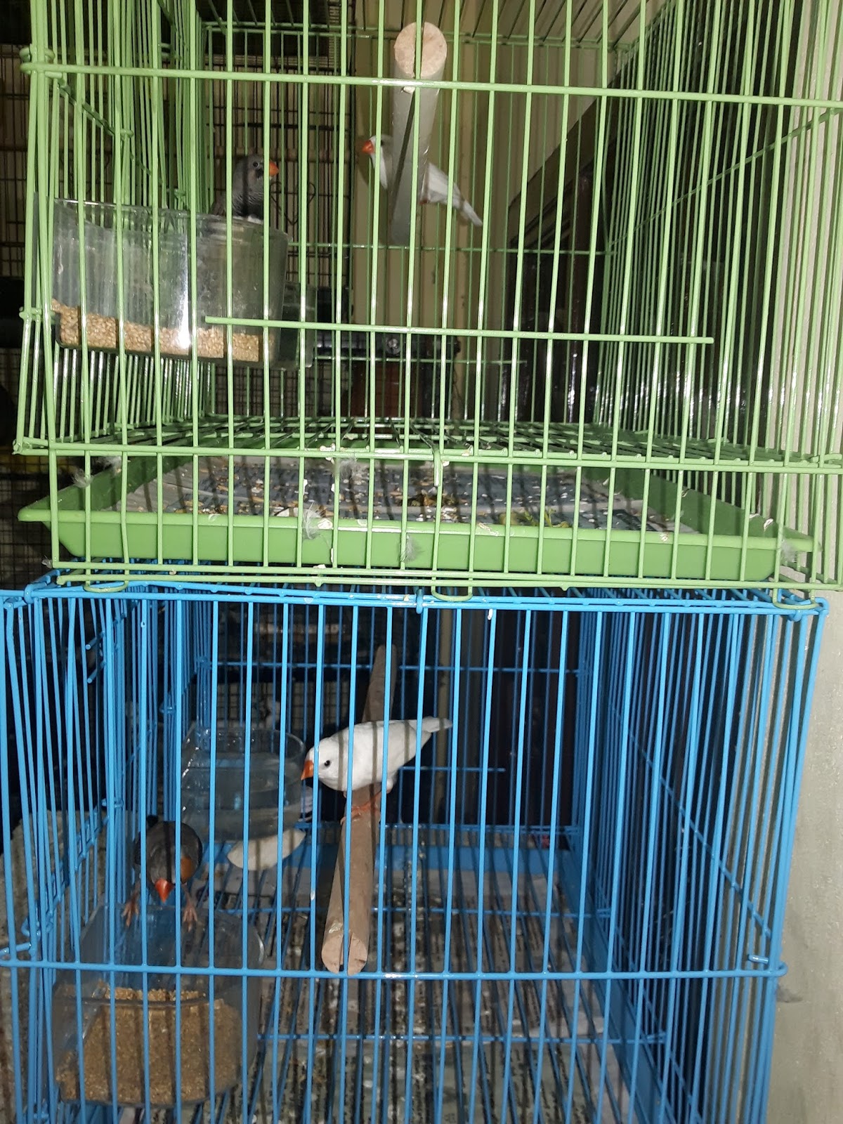 Breeding zebra finches