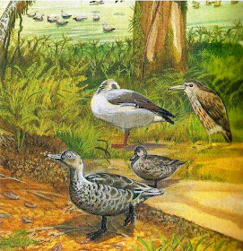 patos extintos Pato de Mauricio Anas theodori