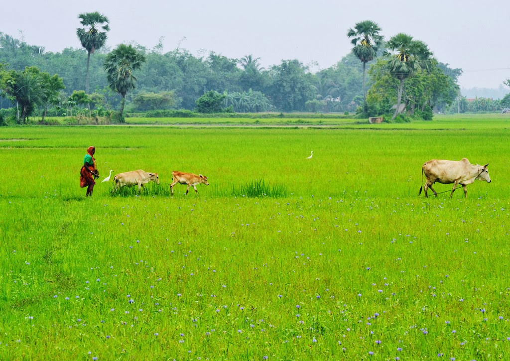 HD Gram Banglar Photo Gallery free download-Hd Gram Bangla - Best