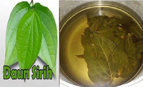 Daun sirih