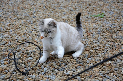 alt="gato jugando con un alambre"
