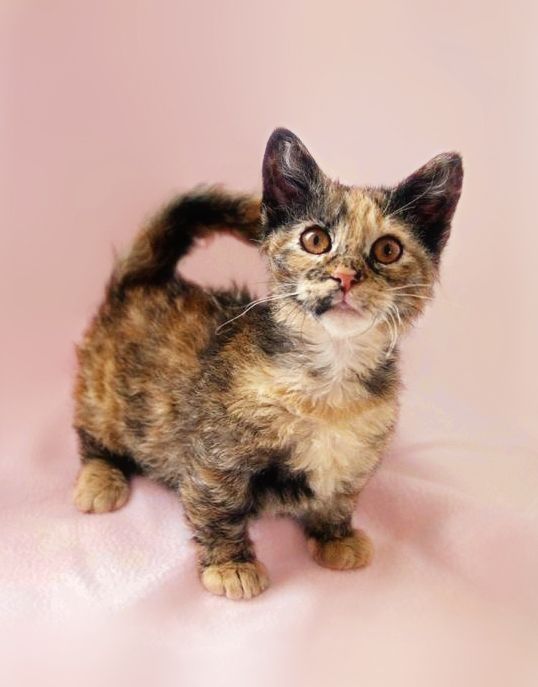 Top 5 World's Smallest Cat Breeds Smallest Cat Pictures and