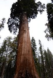 Trees Trees