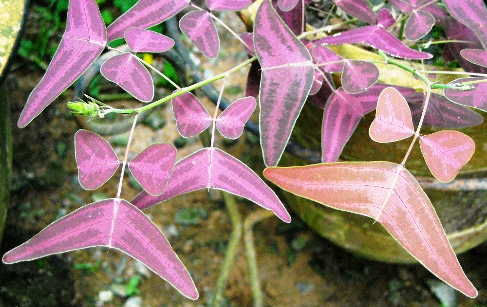 Bunga Seri Pagi (Asagao) : Red Butterfly Wing atau Mari Kita Posa