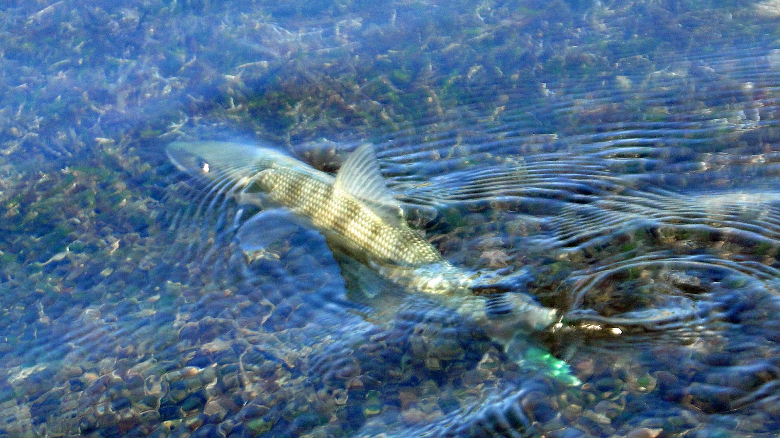 Southern Kayak Kronicles Eleuthera was beautiful, friendly, but the