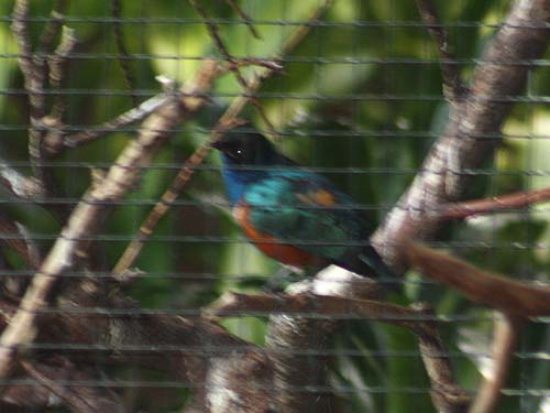 Superb Starling Superb Starling