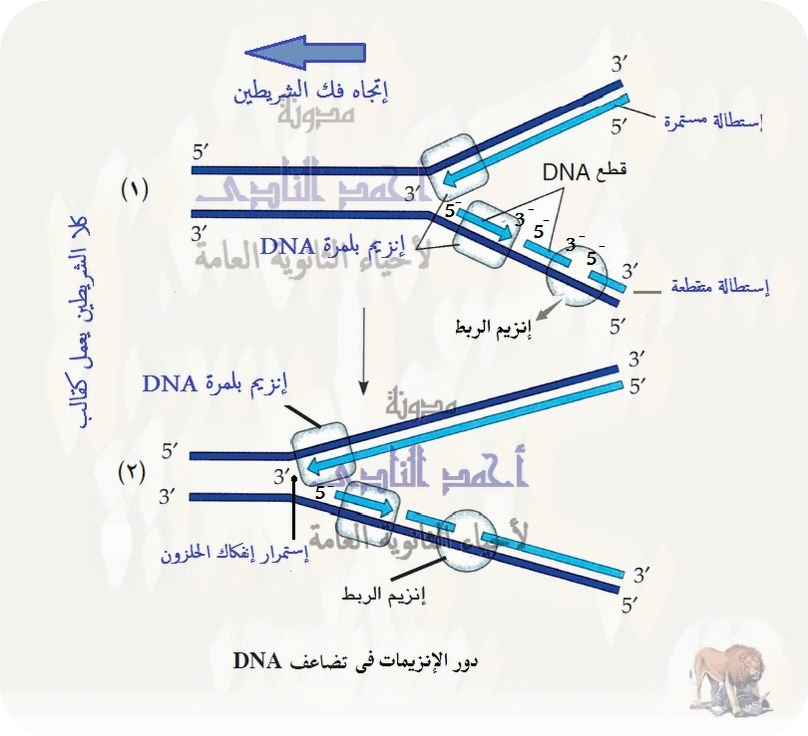 تضاعف الحمض النووى dna - إنزيمات اللولب - إنزيمات البلمرة - إنزيمات الربط