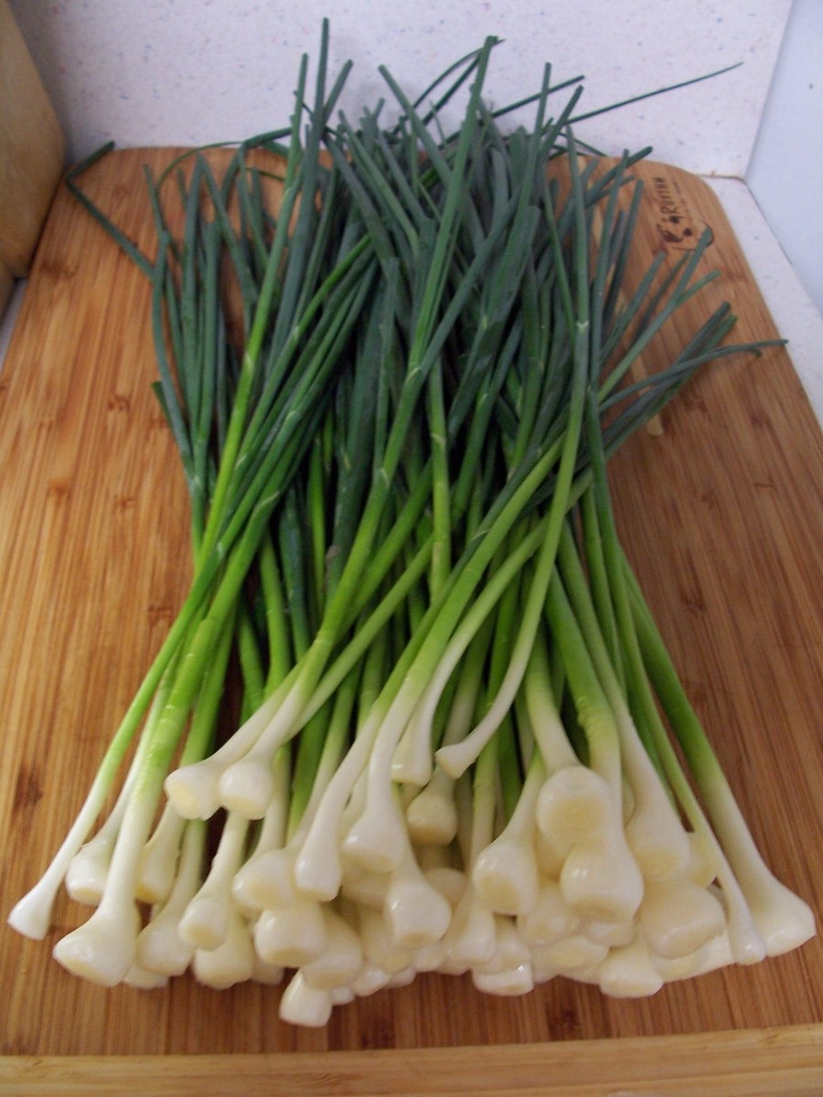 Krazo Acres Saving it for Later Wild Onions